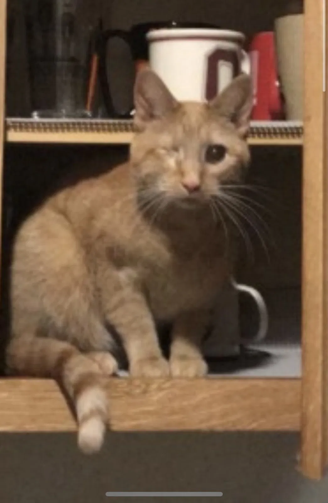 Lost cat in Westerville, OH, 43081