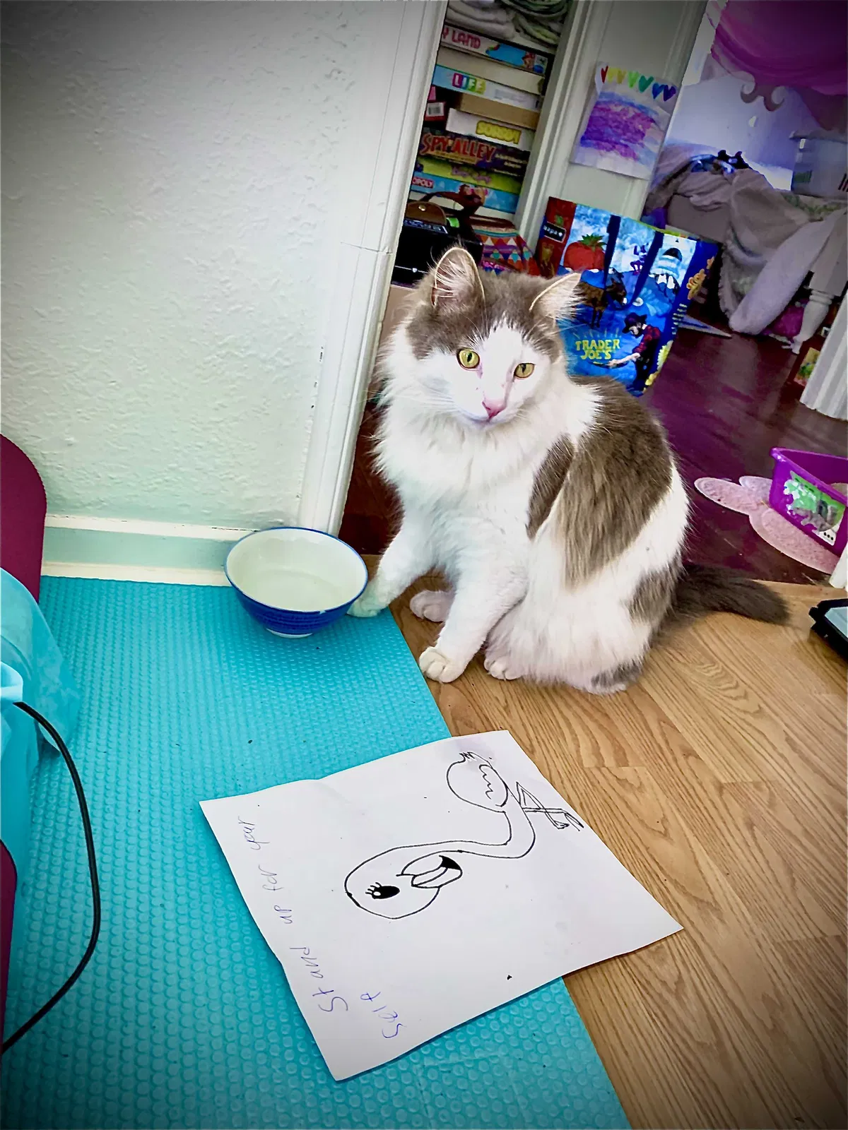 Lost cat in Santa Rosa, CA, 95407