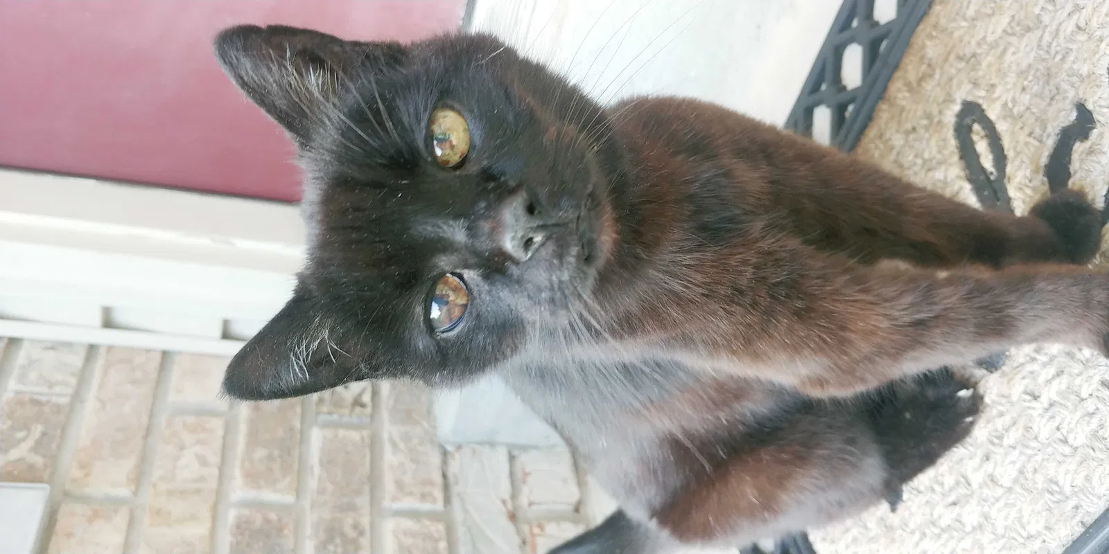 Lost cat in Powell, TN, 37849