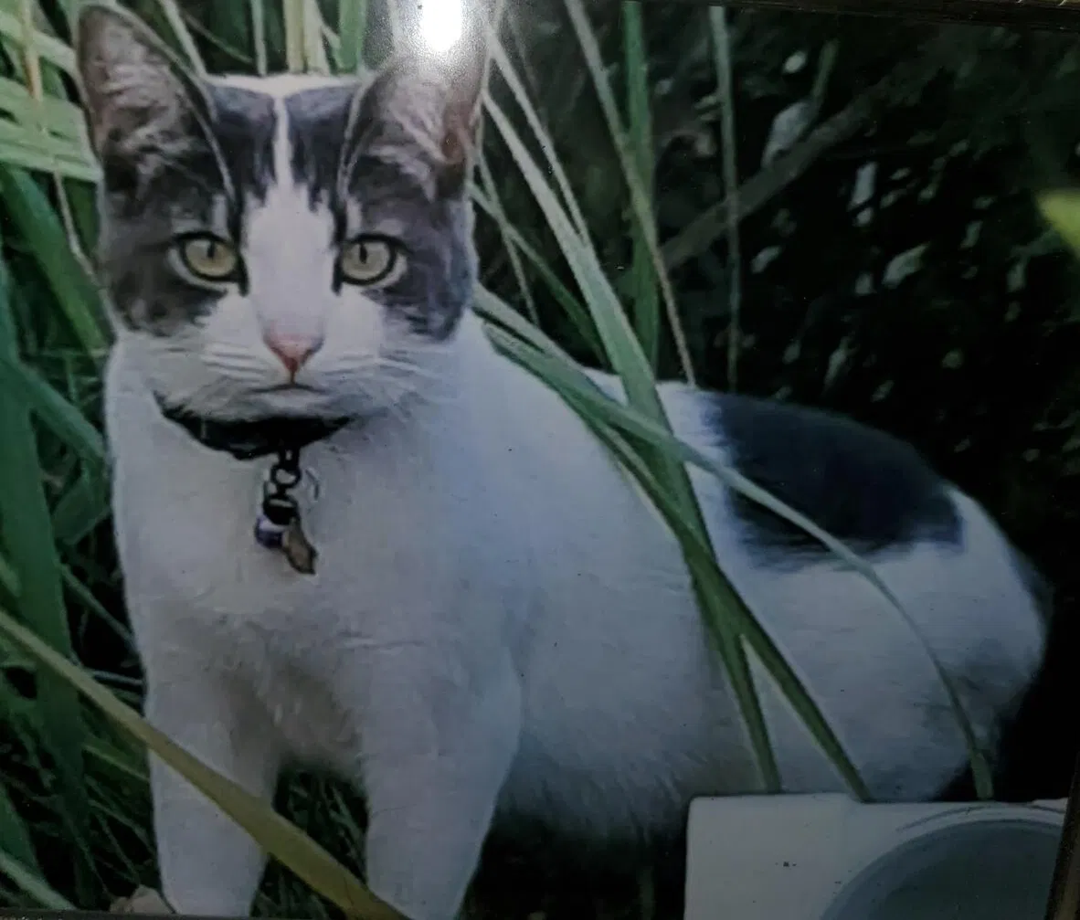 Lost cat in Olympia, WA, 98501