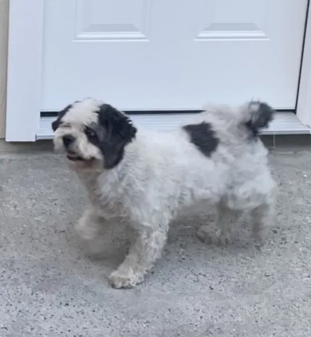 Lost dog in Los Angeles, CA, 90011