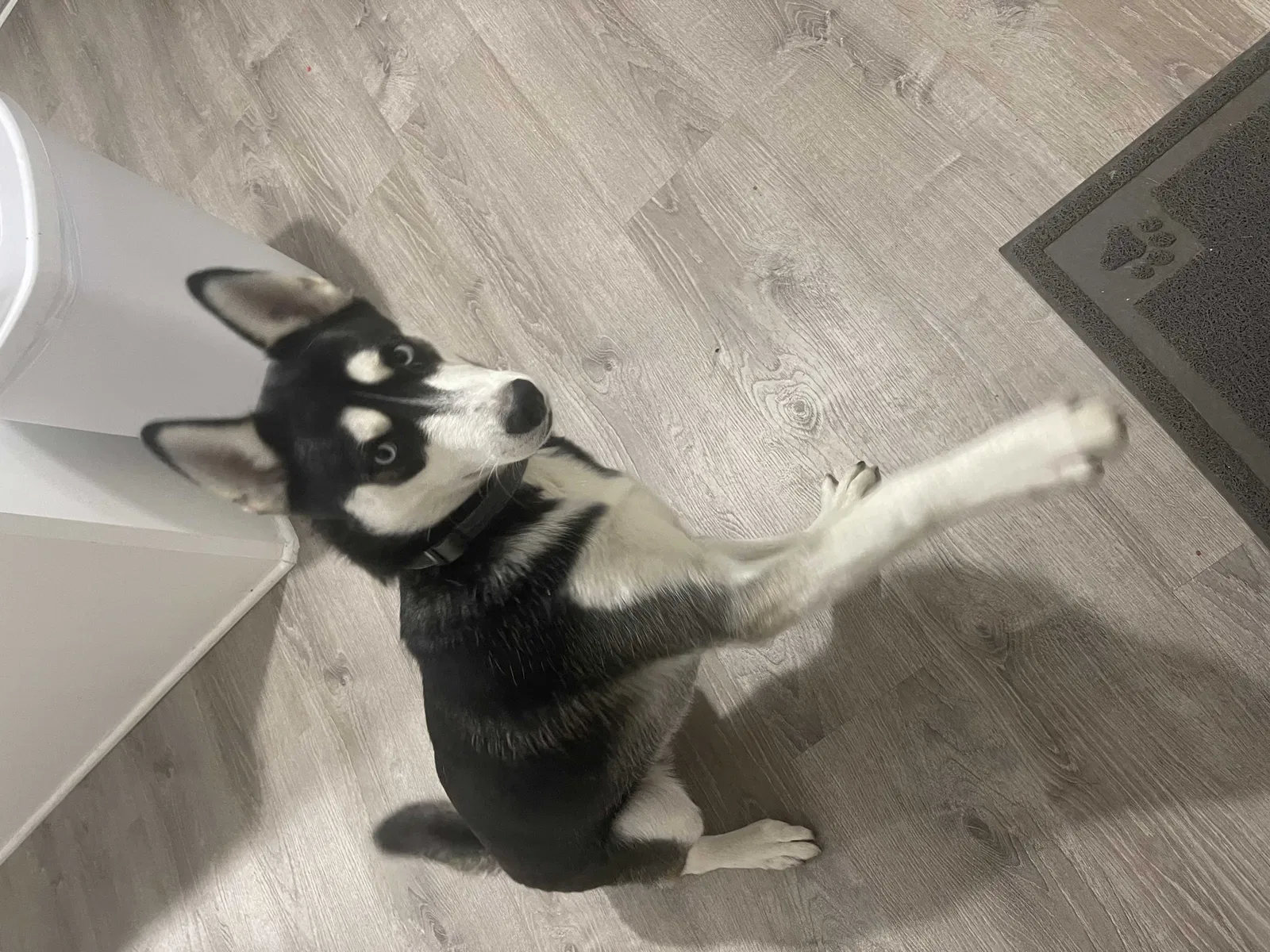 Lost dog in Livingston, TX, 77351