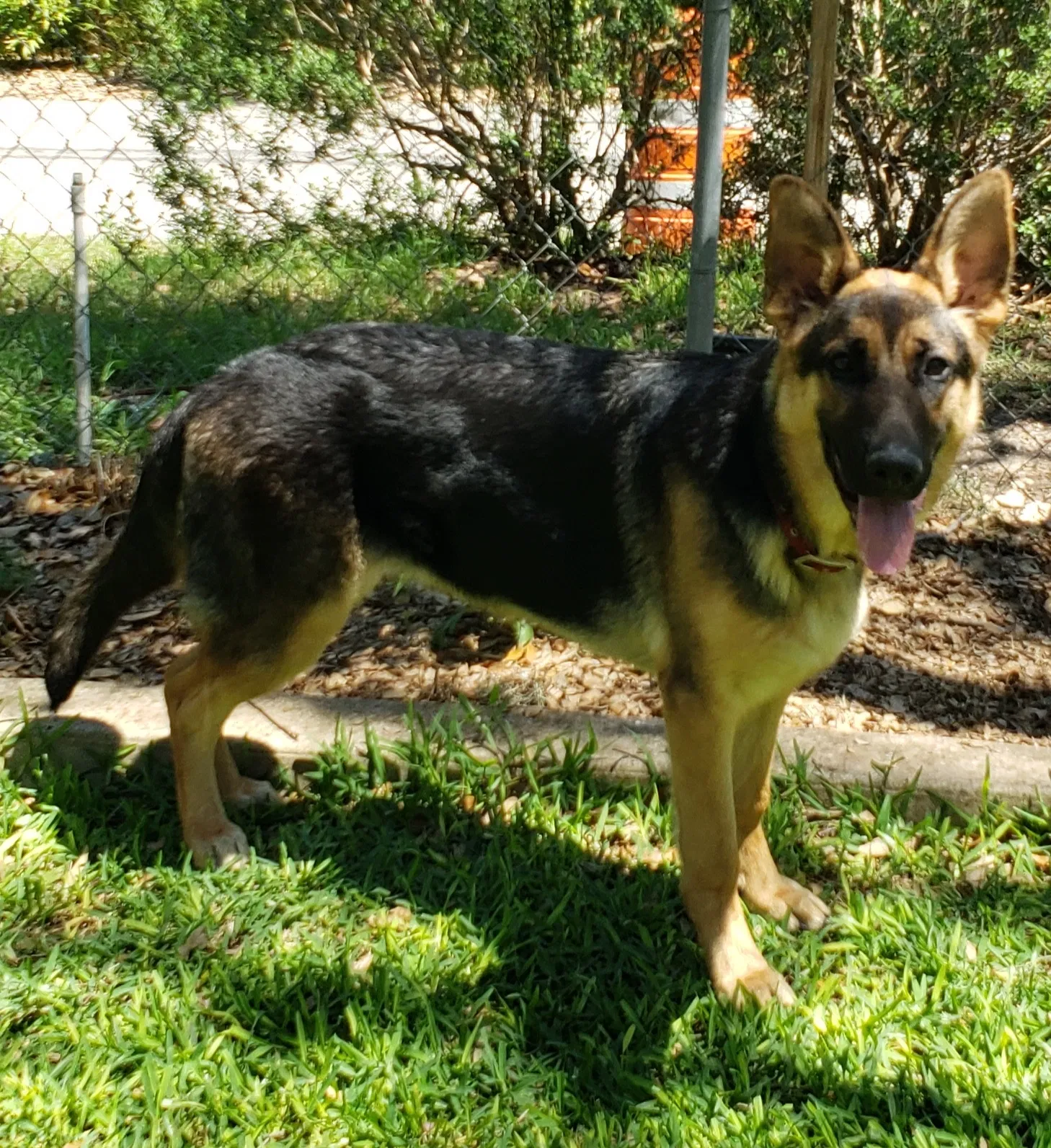 Found dog in San Antonio, TX, 78230