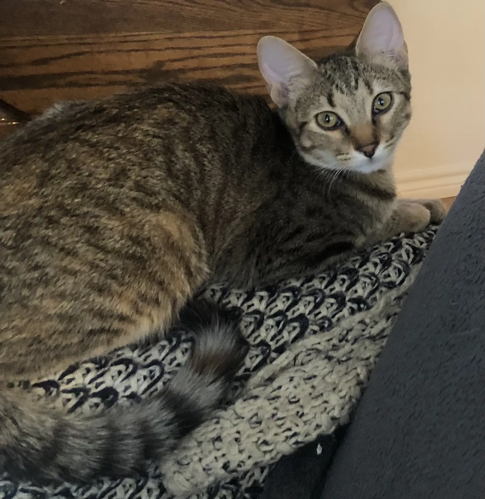 Lost cat in Denton, TX, 76201