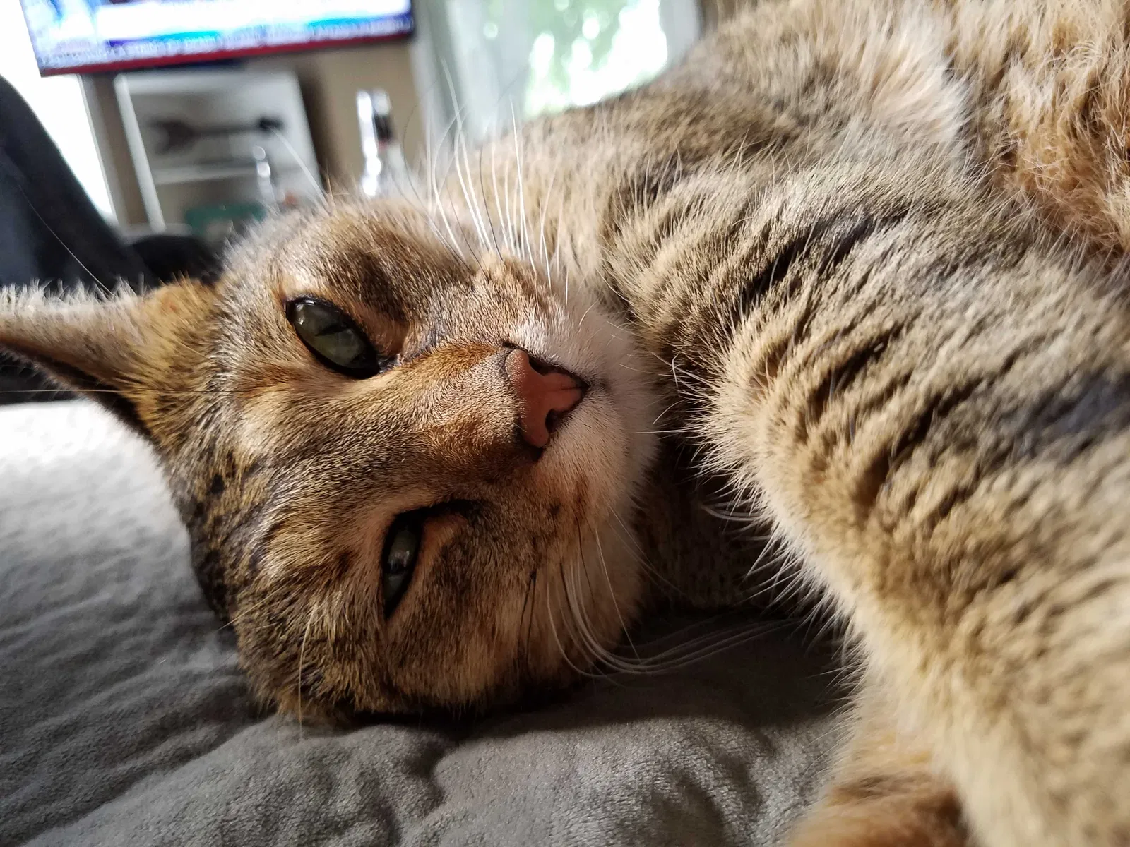 Lost cat in Bargersville, IN, 46106