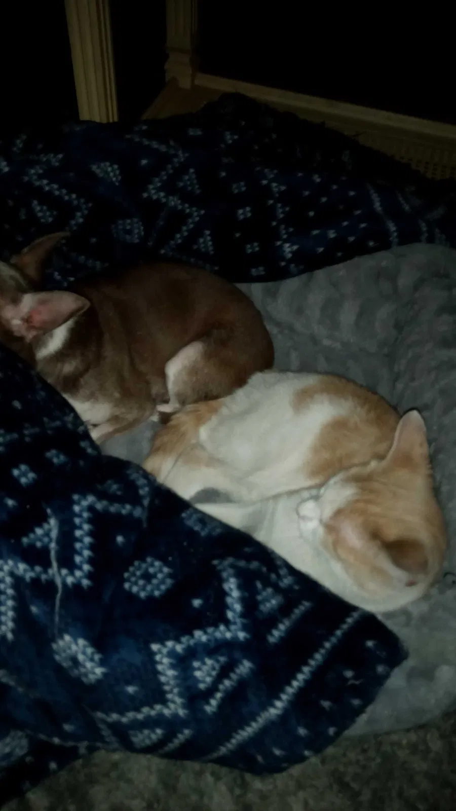 Lost cat in Mays Landing, NJ, 8330