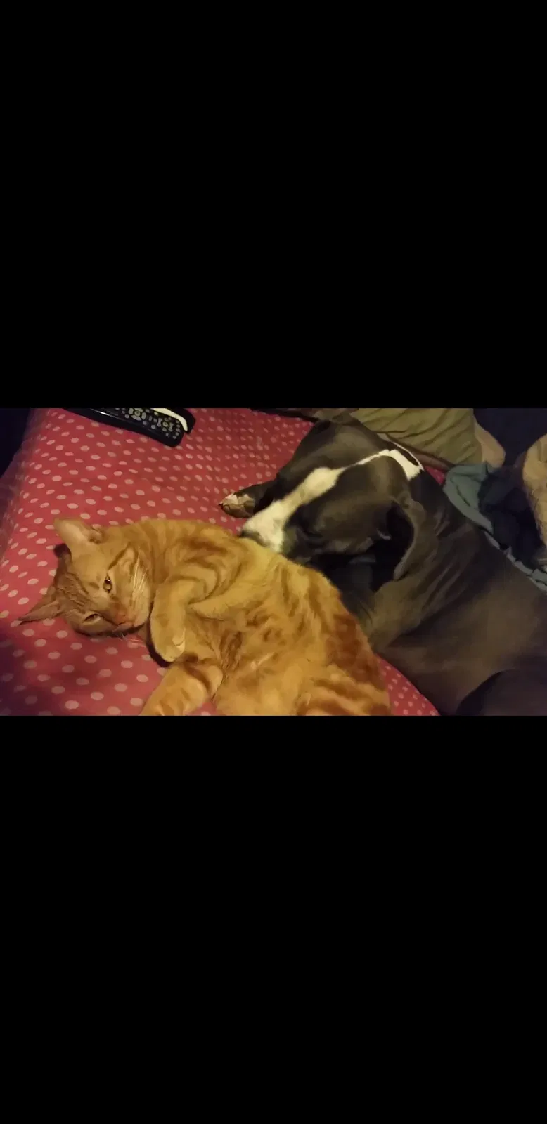 Lost cat in Mesa, AZ, 85204