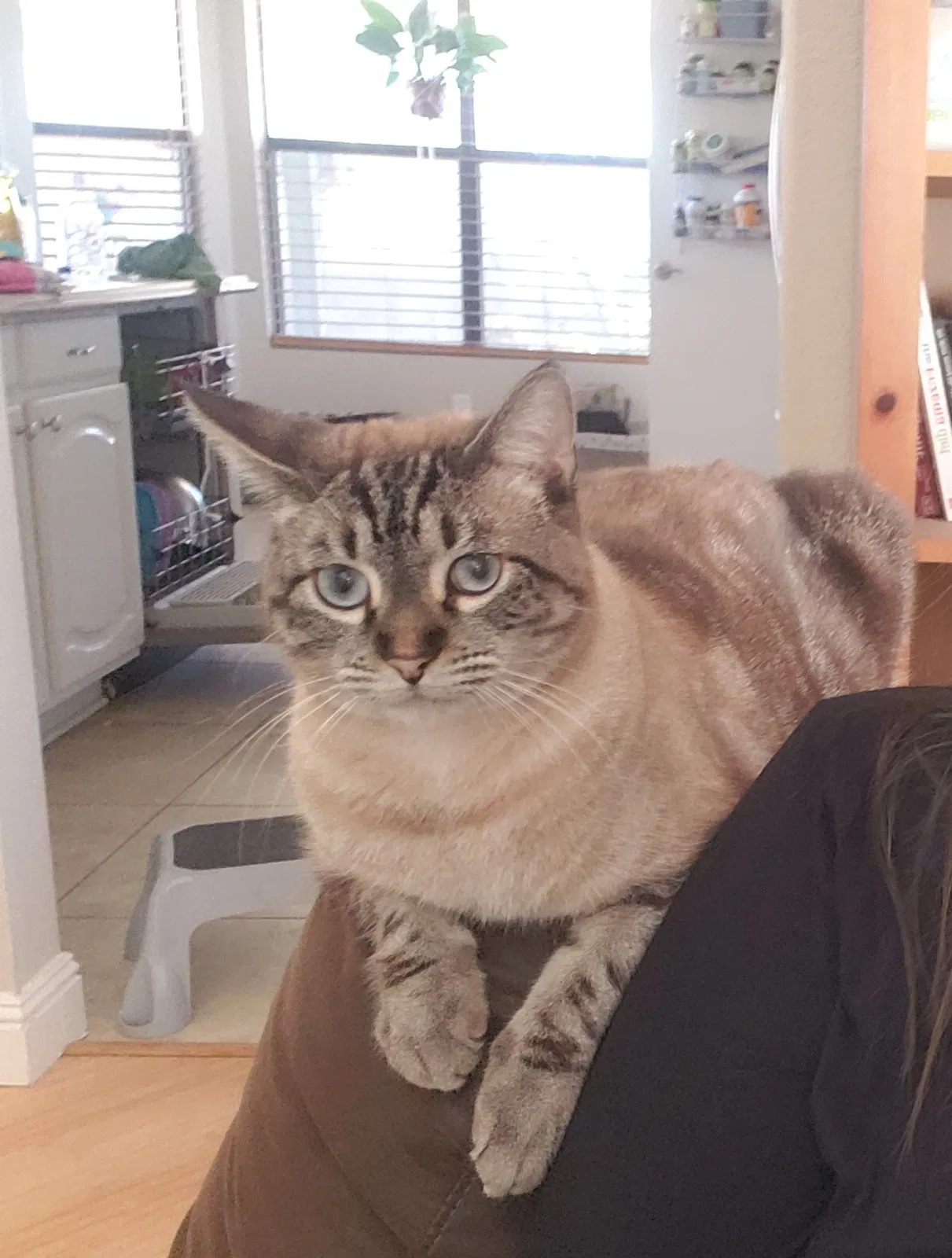 Lost cat in Glendale, AZ, 85308