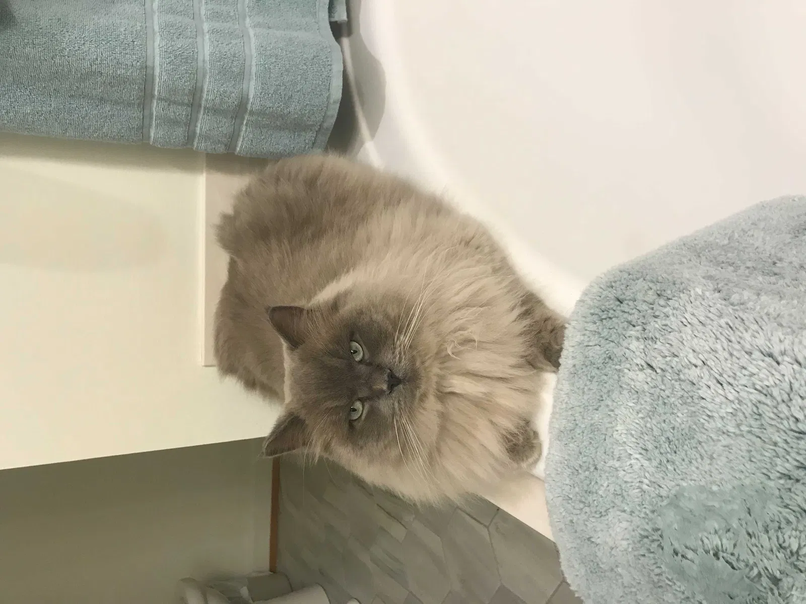 Lost cat in Lewisville, NC, 27023