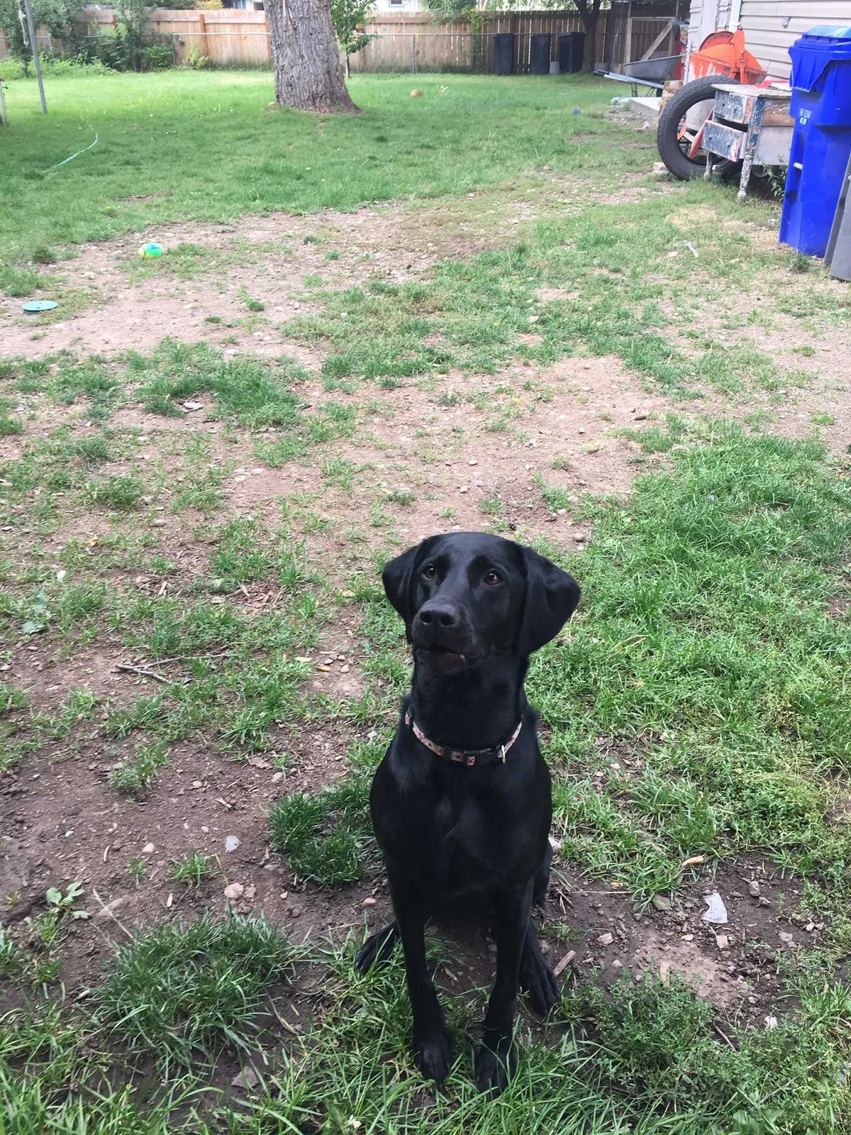 Lost dog in Spokane, WA, 99216
