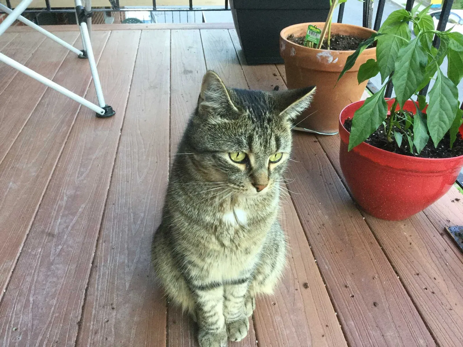 Lost cat in Arlington, MA, 2476