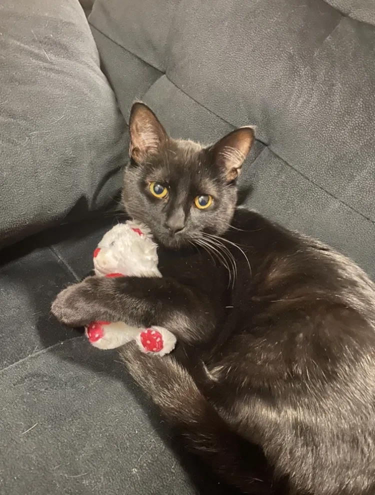 Lost cat in Elgin, IL, 60120