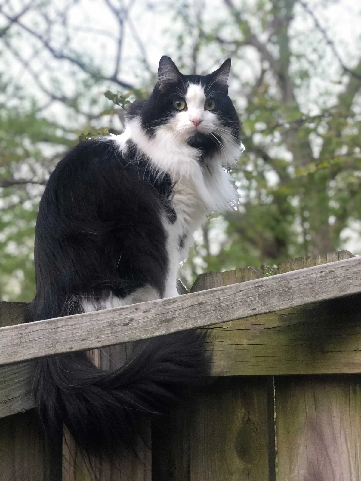 Lost cat in Jonesboro, AR, 72404