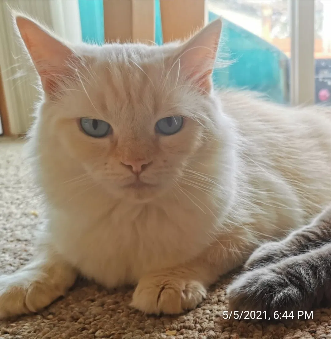 Lost cat in San Antonio, TX, 78249