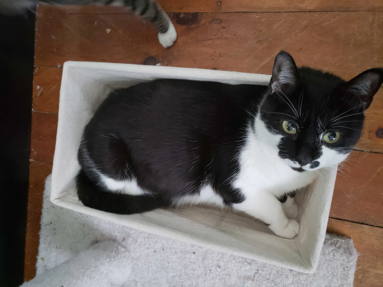 Lost cat in Worcester, MA, 1602