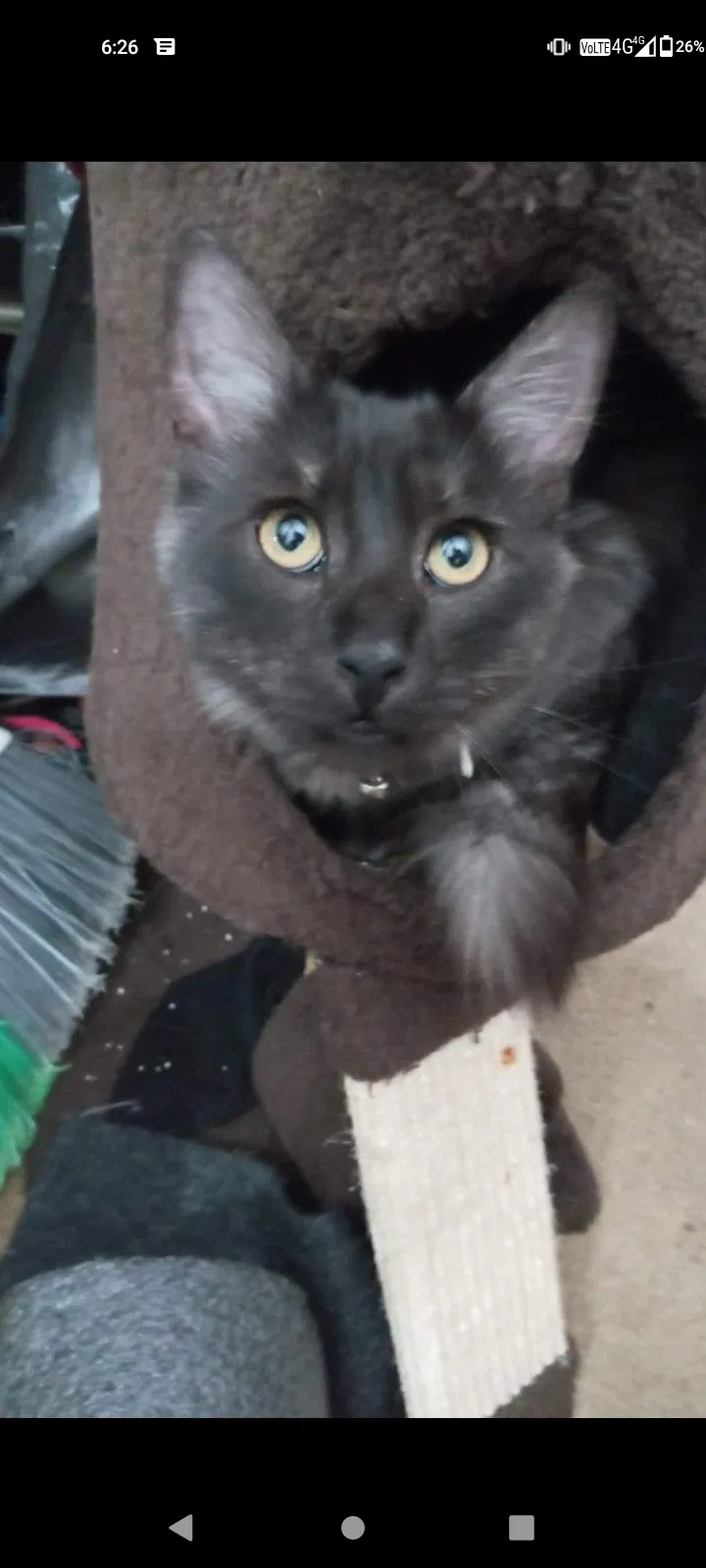 Lost cat in San Lorenzo, CA, 94580