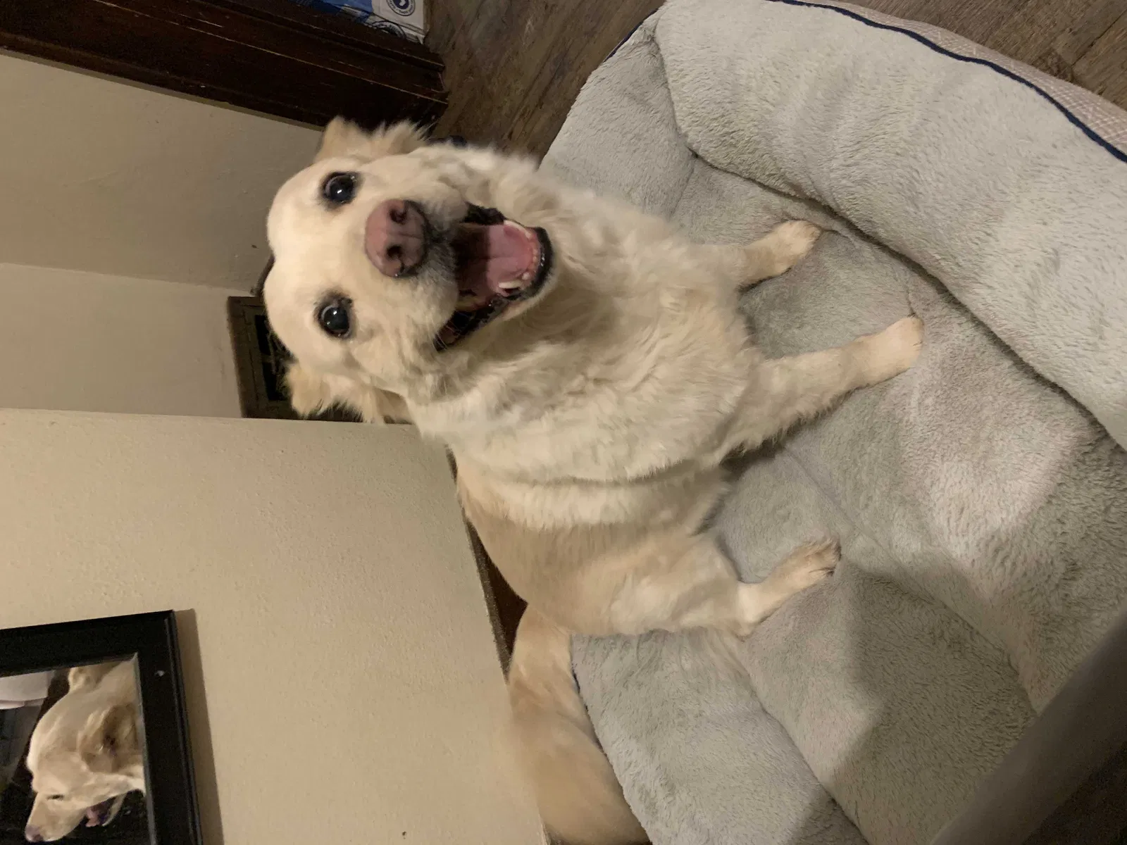 Lost dog in Wausau, WI, 54403