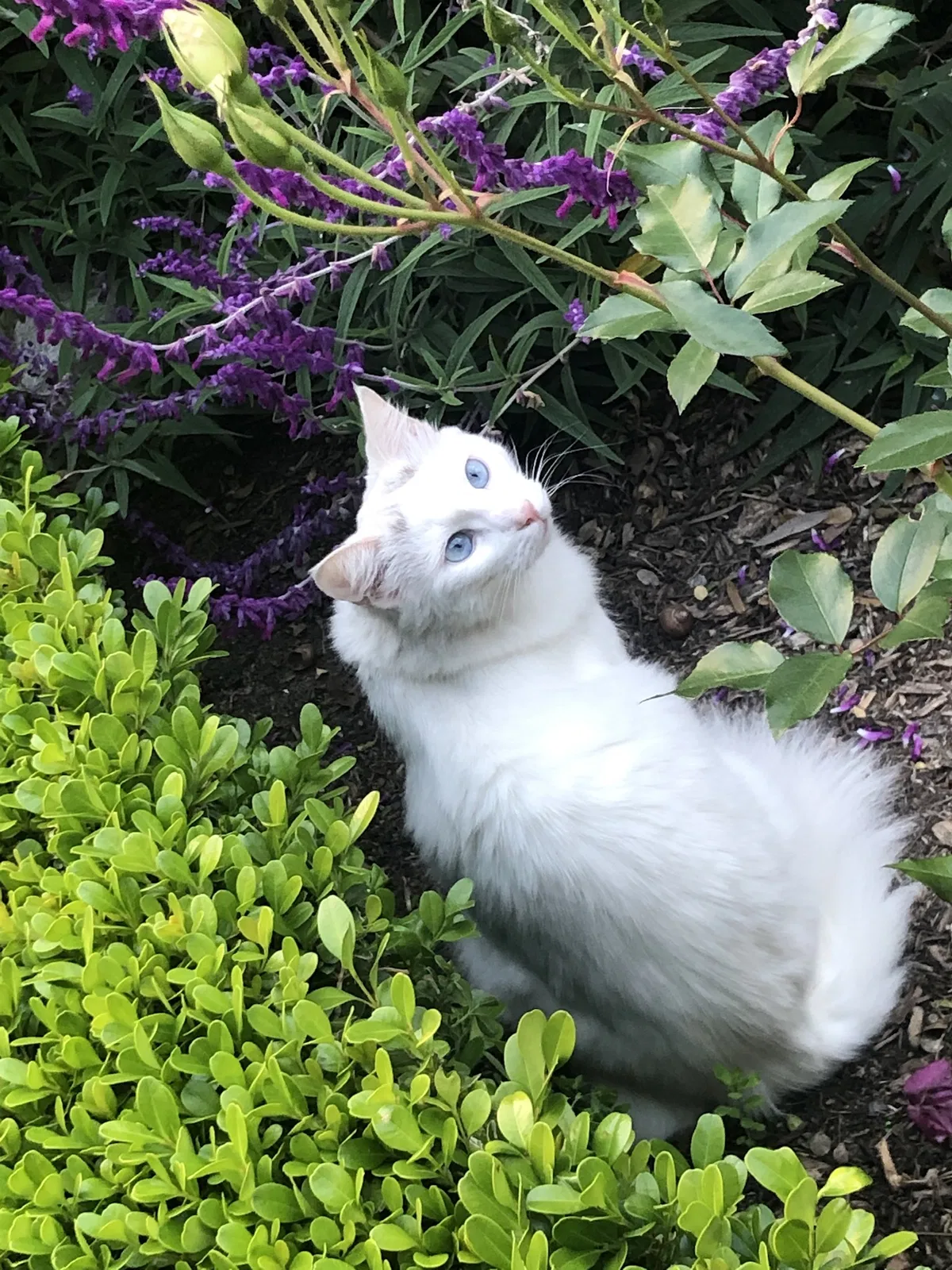 Lost cat in Moorpark, CA, 93021