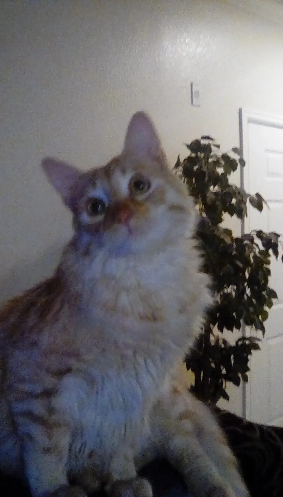 Lost cat in Menifee, CA, 92584
