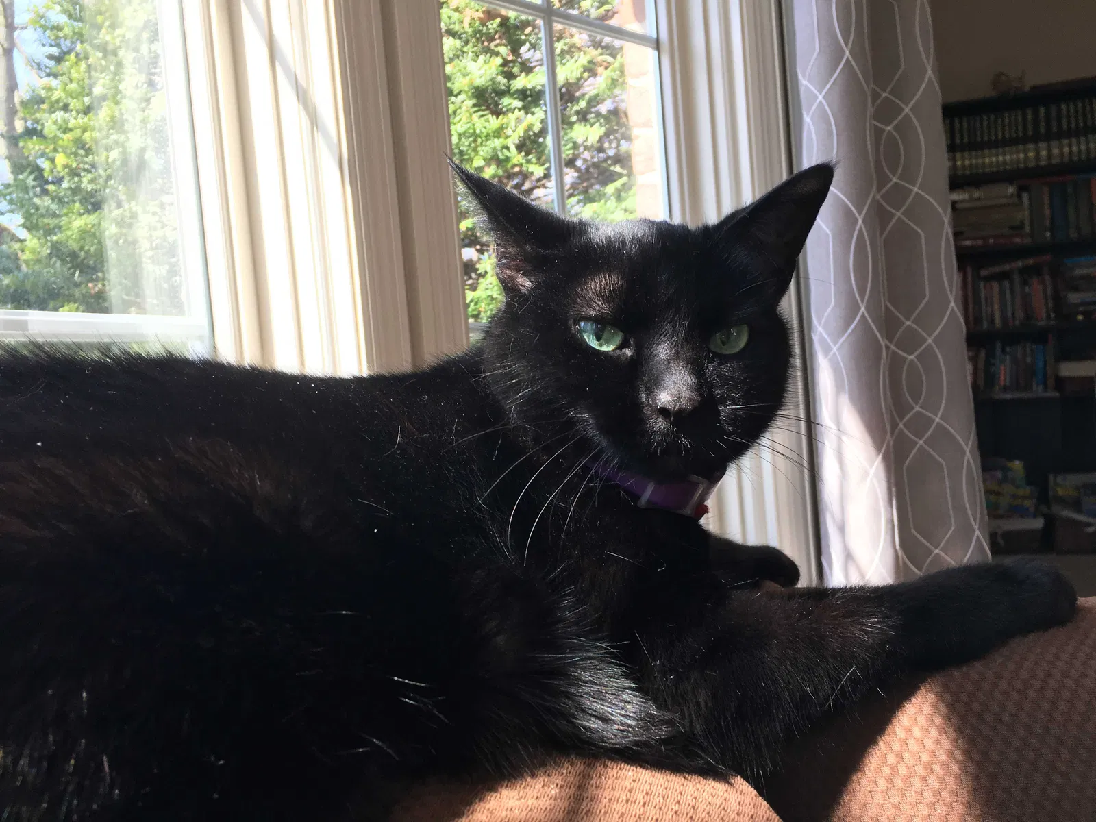 Lost cat in Milwaukee, WI, 53217