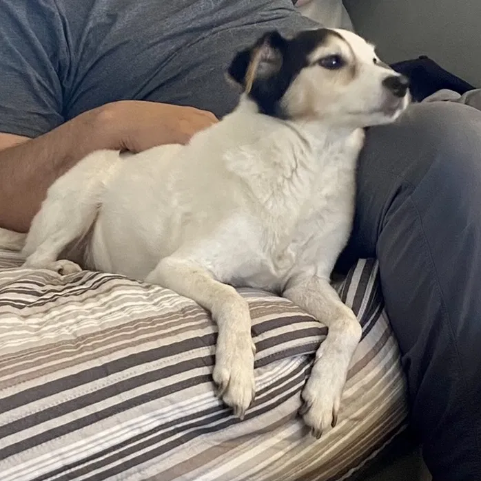 Lost dog in Galveston, TX, 77550