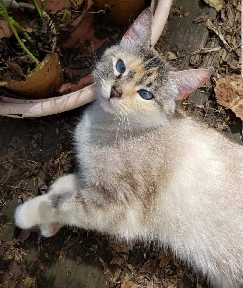 Lost cat in Winston Salem, NC, 27106