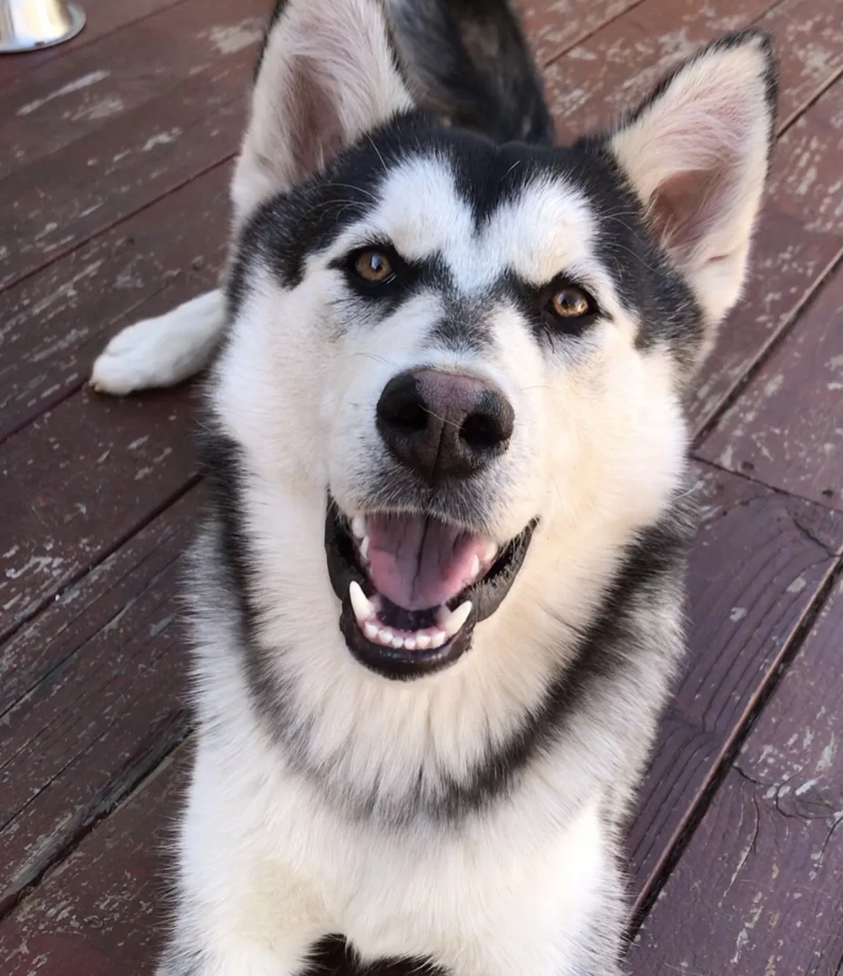 Lost dog in Ramona, CA, 92065