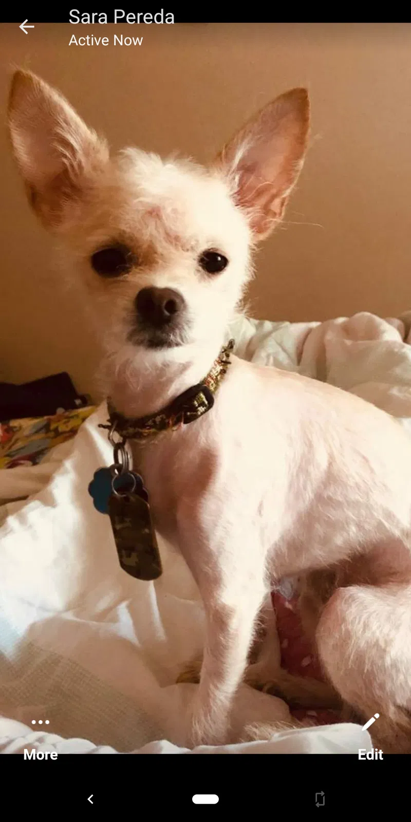 Lost dog in Katy, TX, 77493