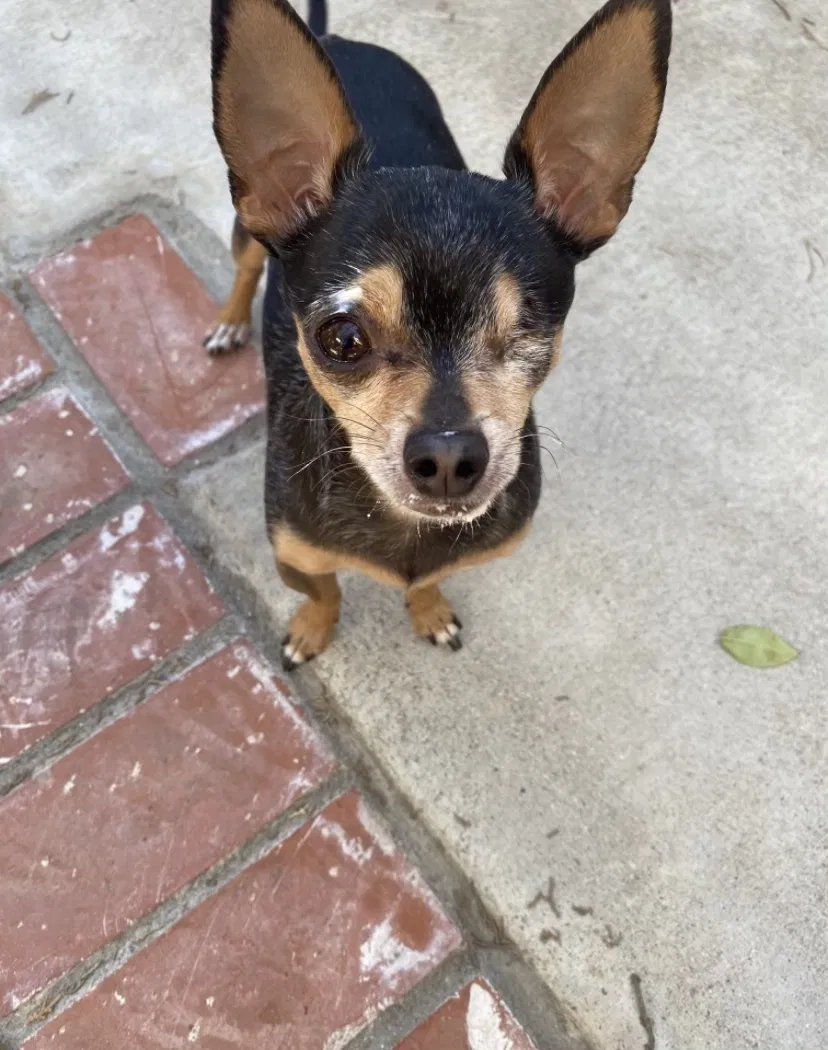 Lost dog in Riverside, CA, 92503