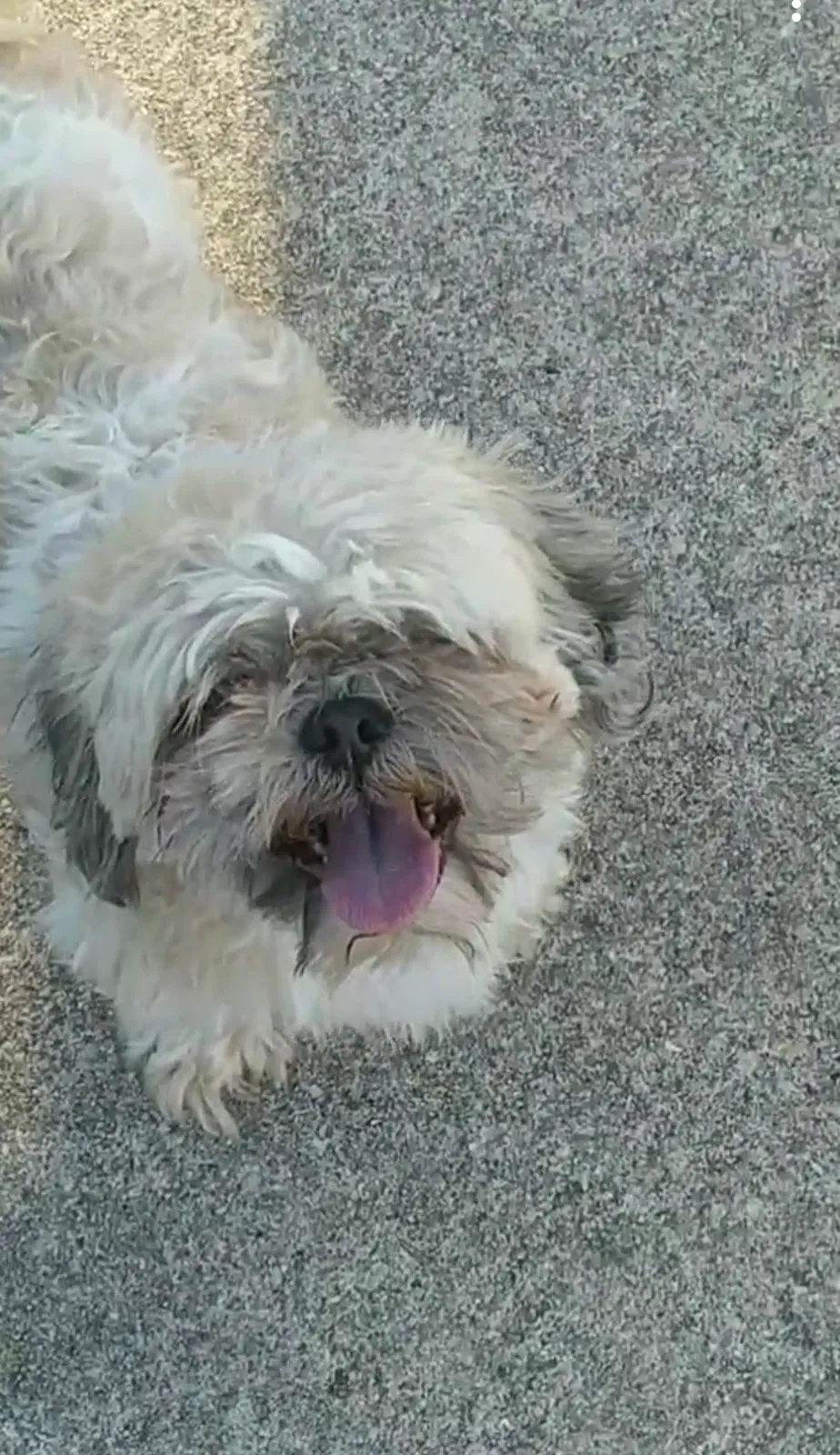 Lost dog in Austin, TX, 78747