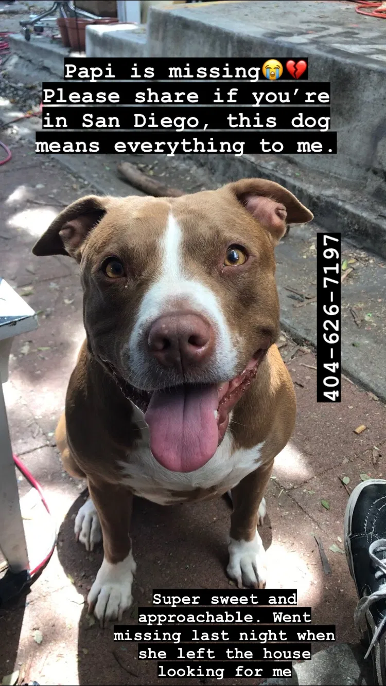 Lost dog in San Diego, CA, 92102