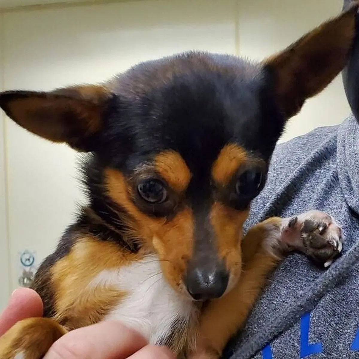 Lost dog in Mill Valley, CA, 94941