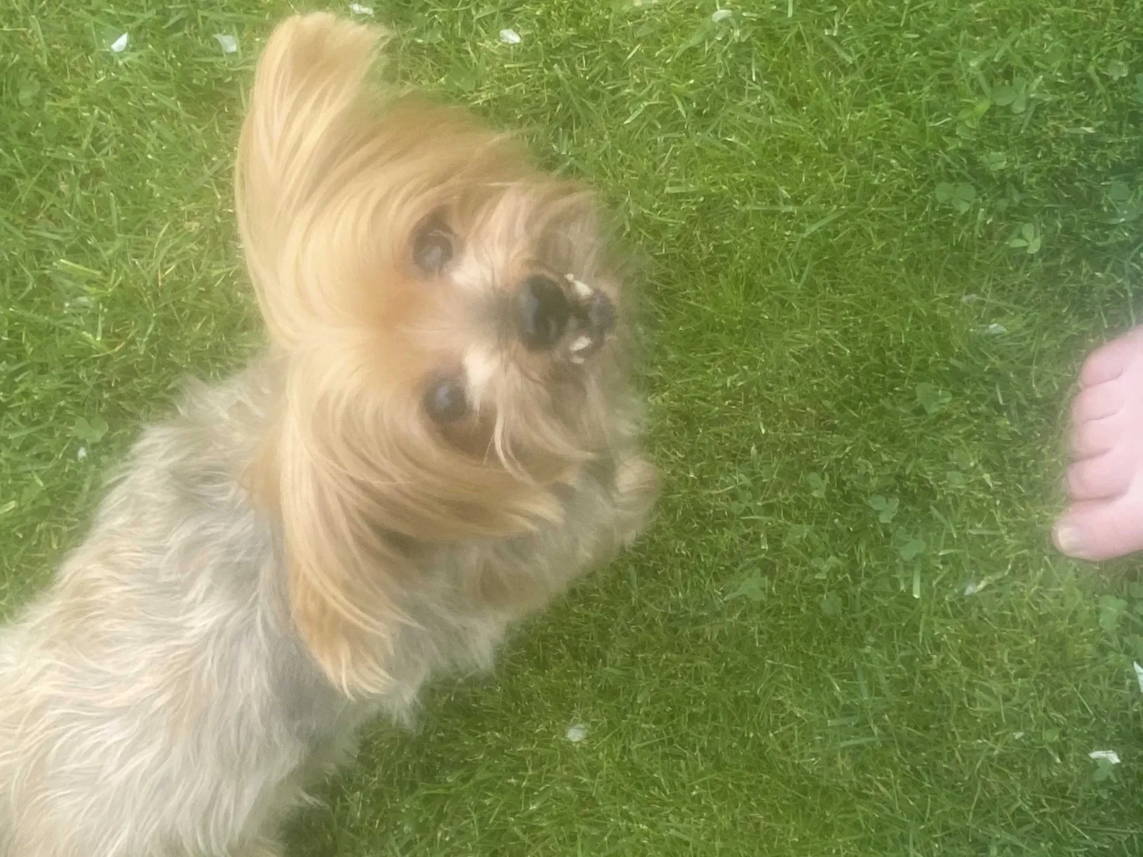 Lost dog in Spanaway, WA, 98387