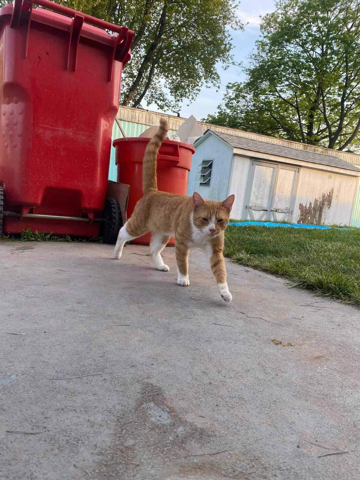 Lost cat in Birdsboro, PA, 19508
