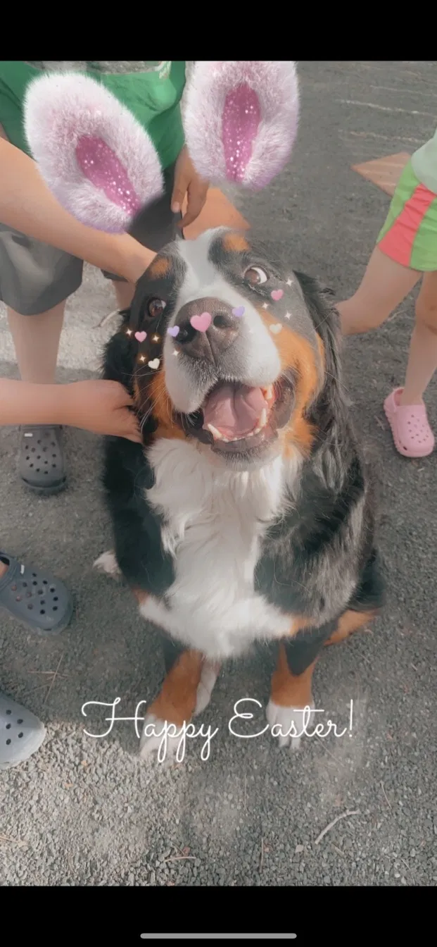 Lost dog in Denver, CO, 80233