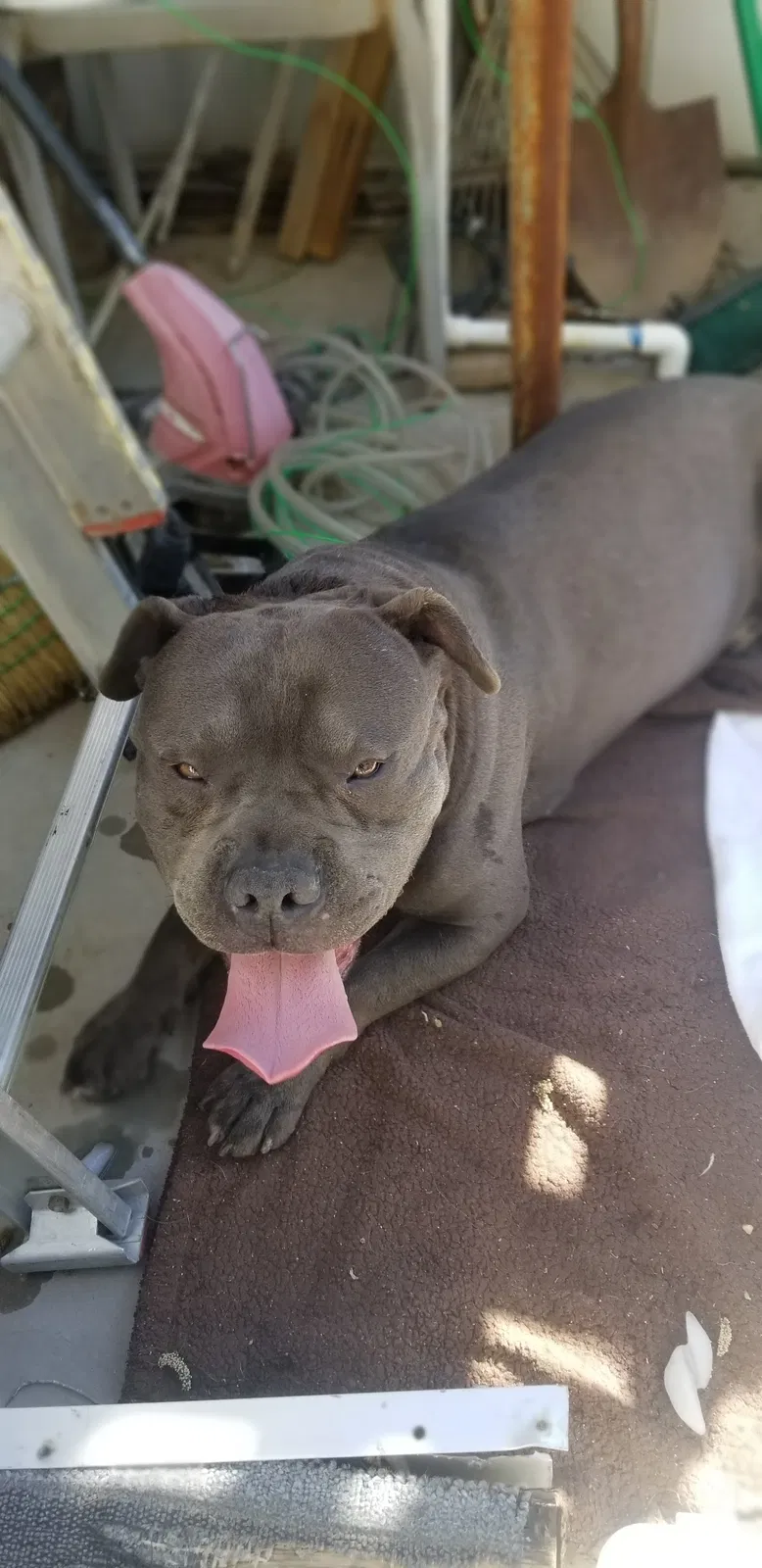Lost dog in Las Vegas, NV, 89108