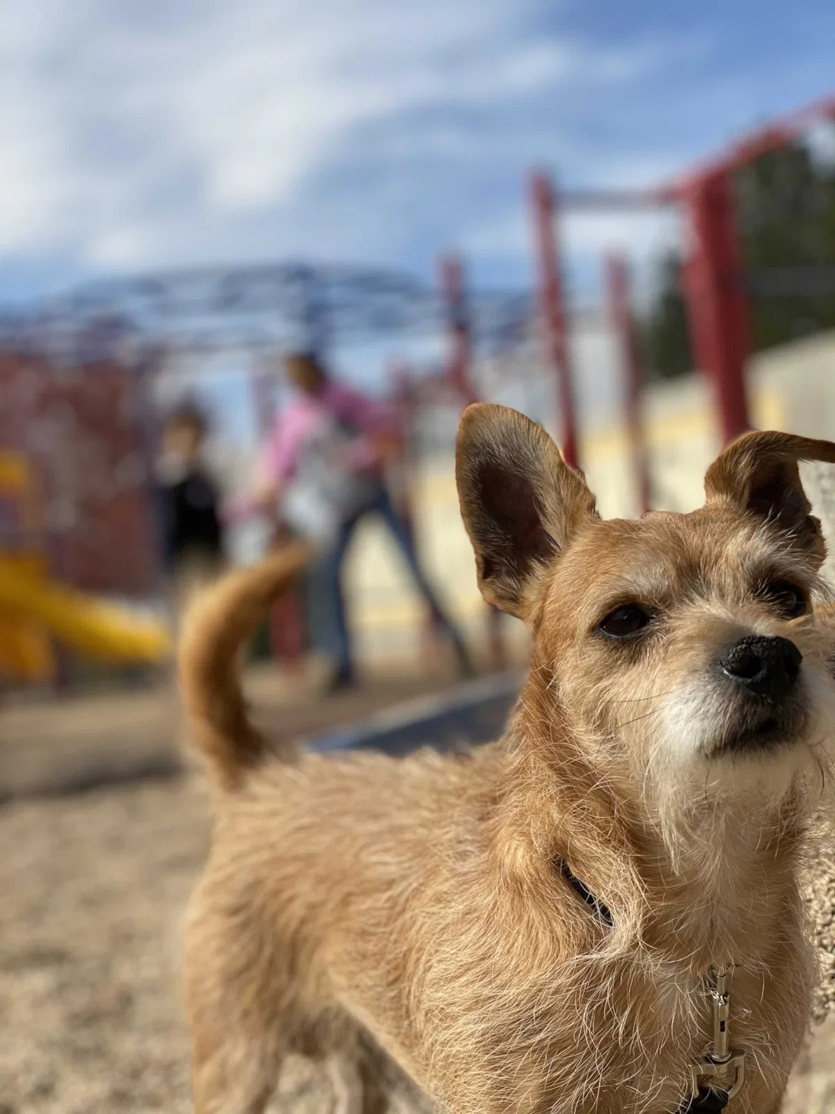 Lost dog in Aurora, CO, 80015
