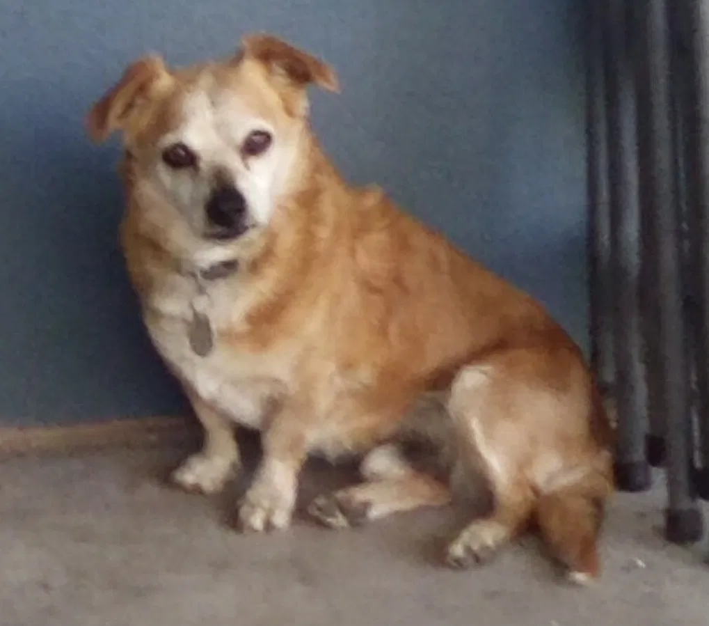 Lost dog in Sacramento, CA, 95828