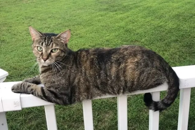 Lost cat in Lansdale, PA, 19446