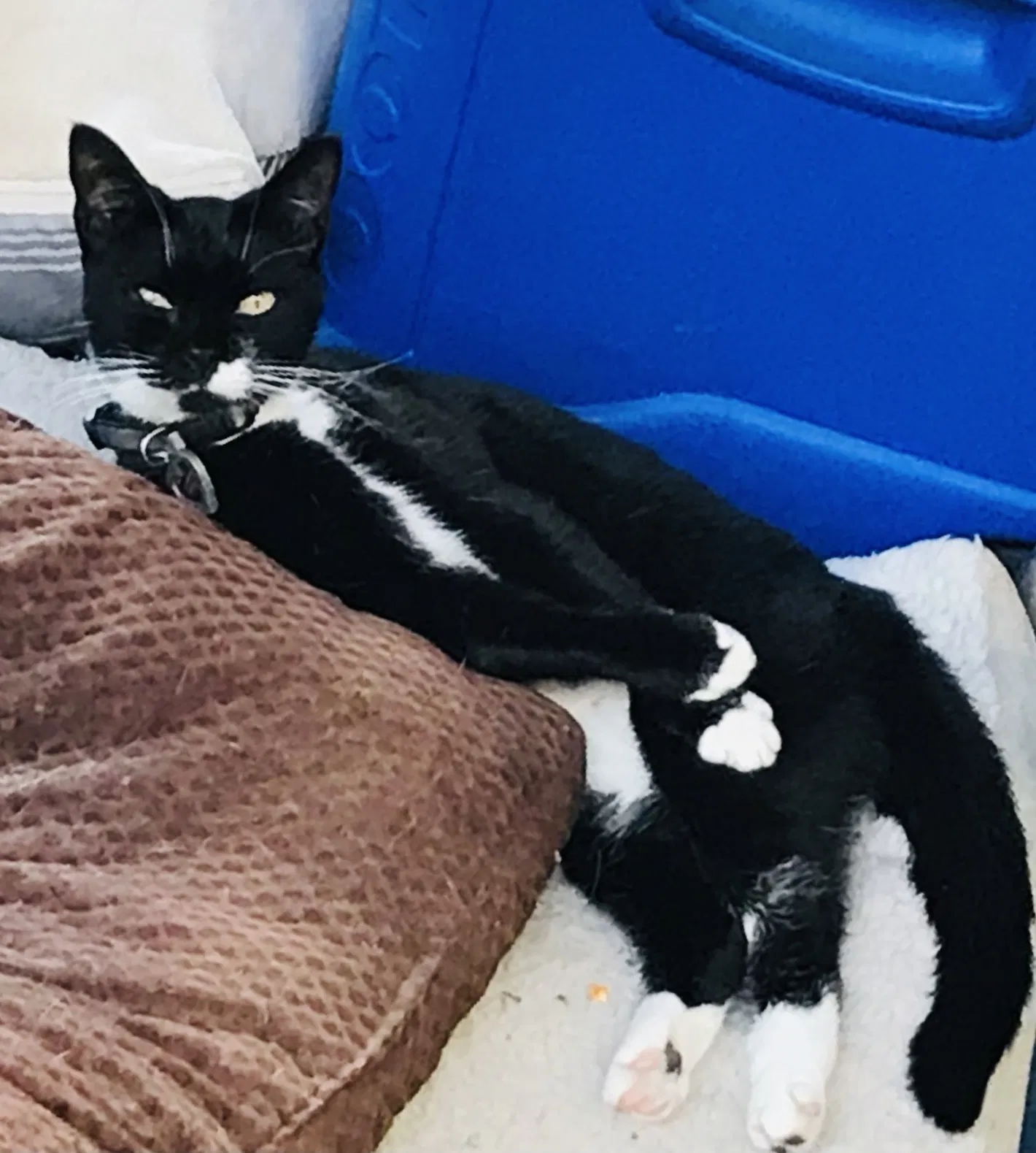Lost cat in Elk Grove, CA, 95624