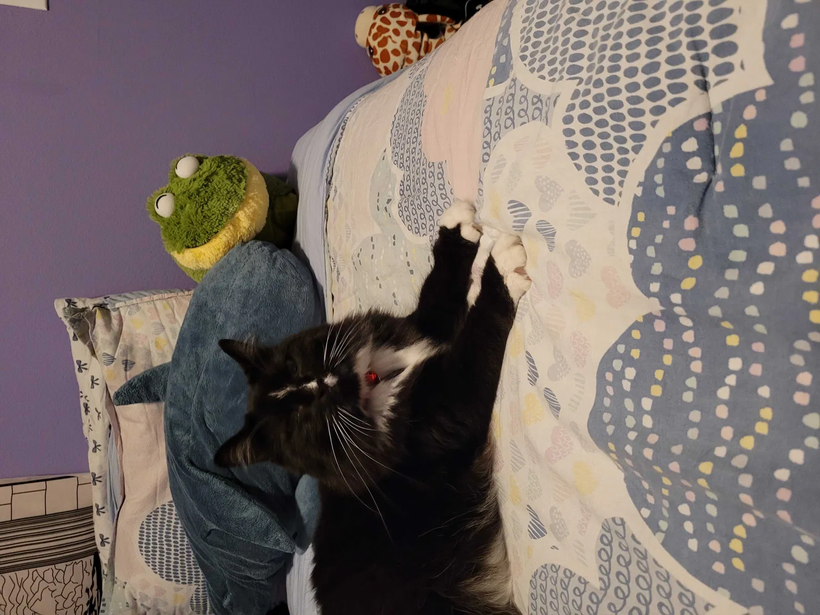 Lost cat in Deltona, FL, 32725