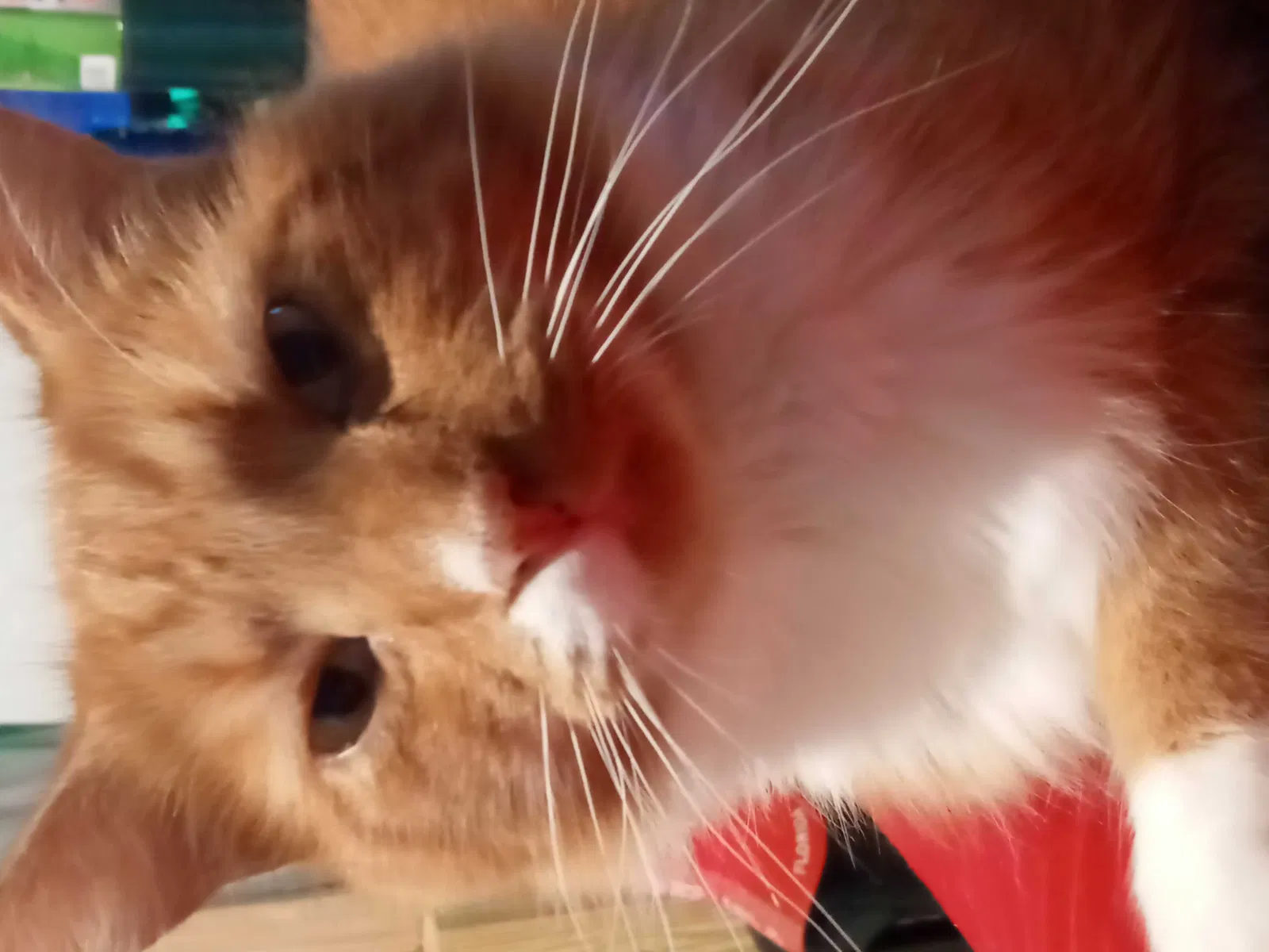 Lost cat in New Port Richey, FL, 34655