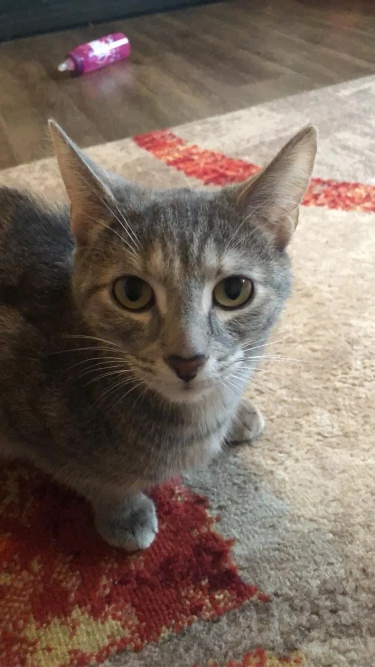 Lost cat in Midway, PA, 15060