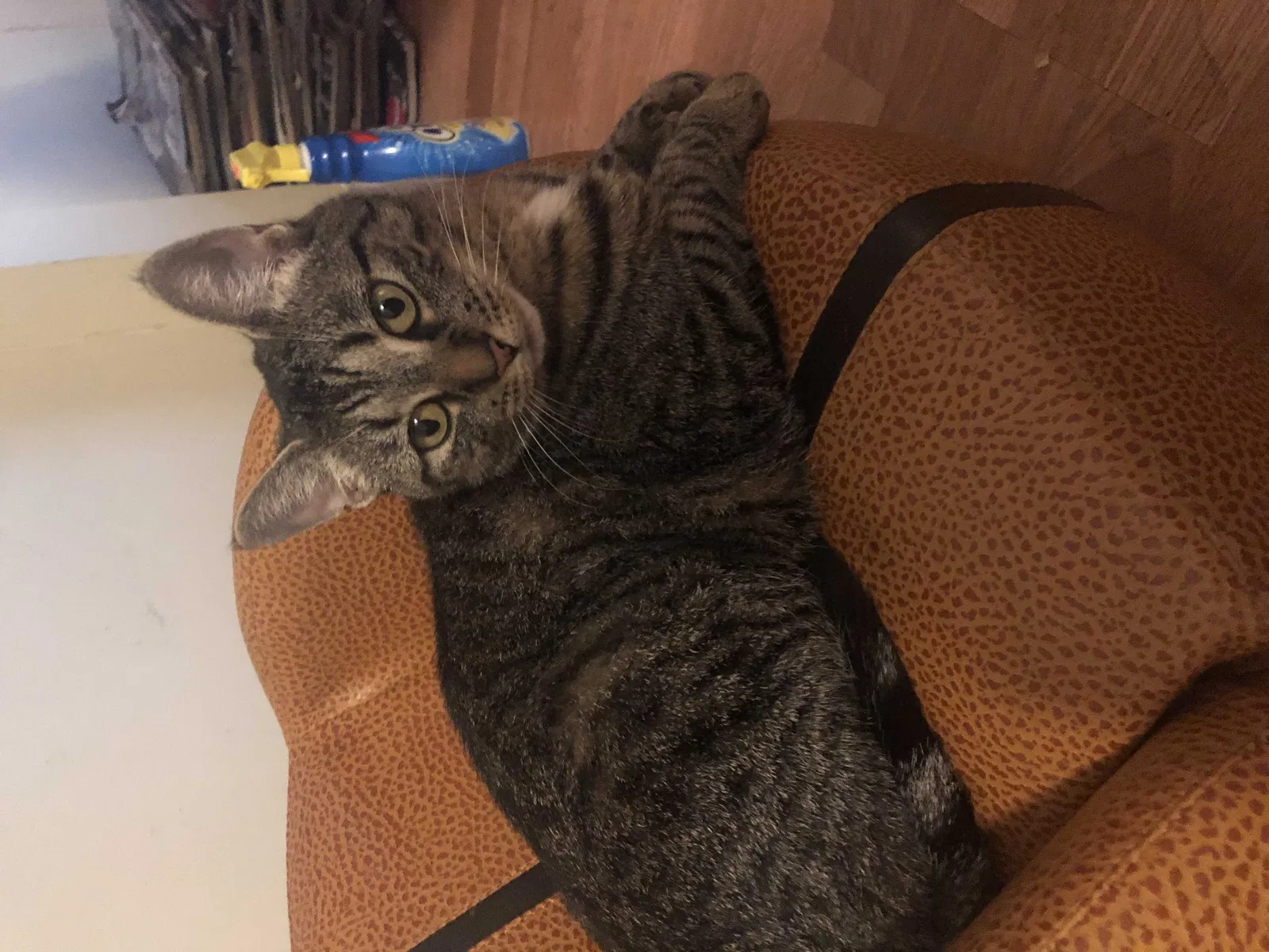 Lost cat in East Rochester, NY, 14445