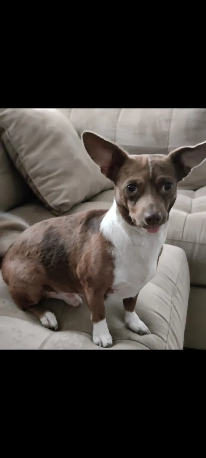 Lost dog in Mission, TX, 78572