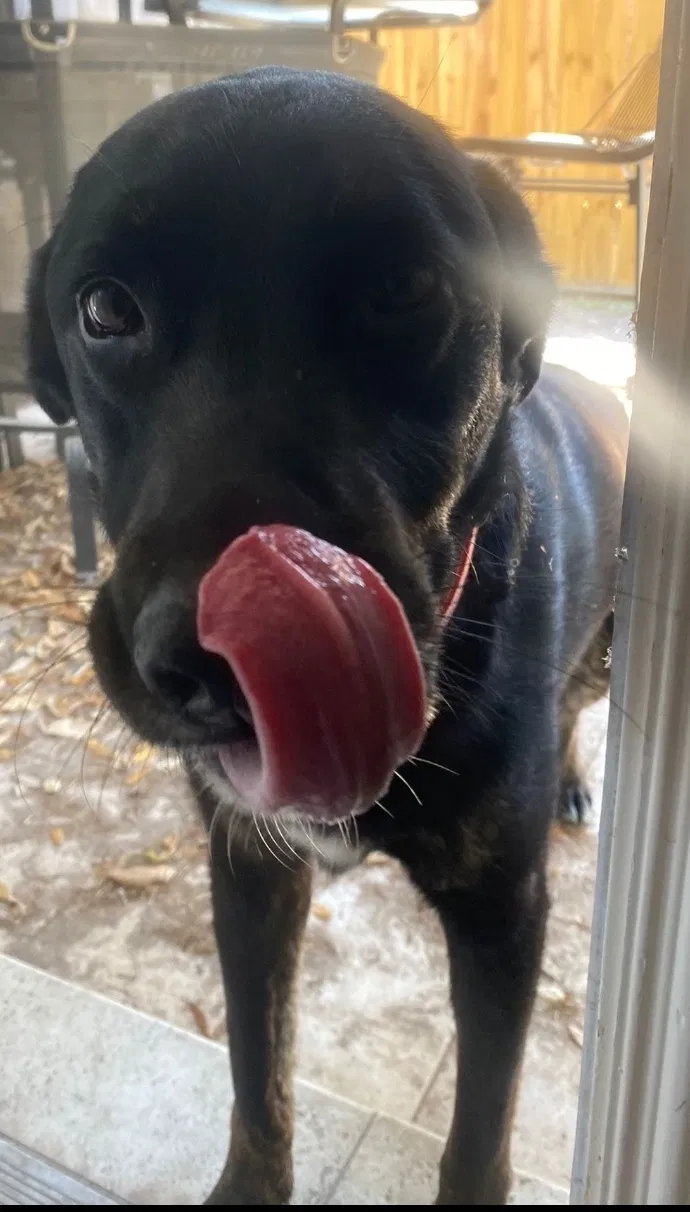Lost dog in Mission, TX, 78572