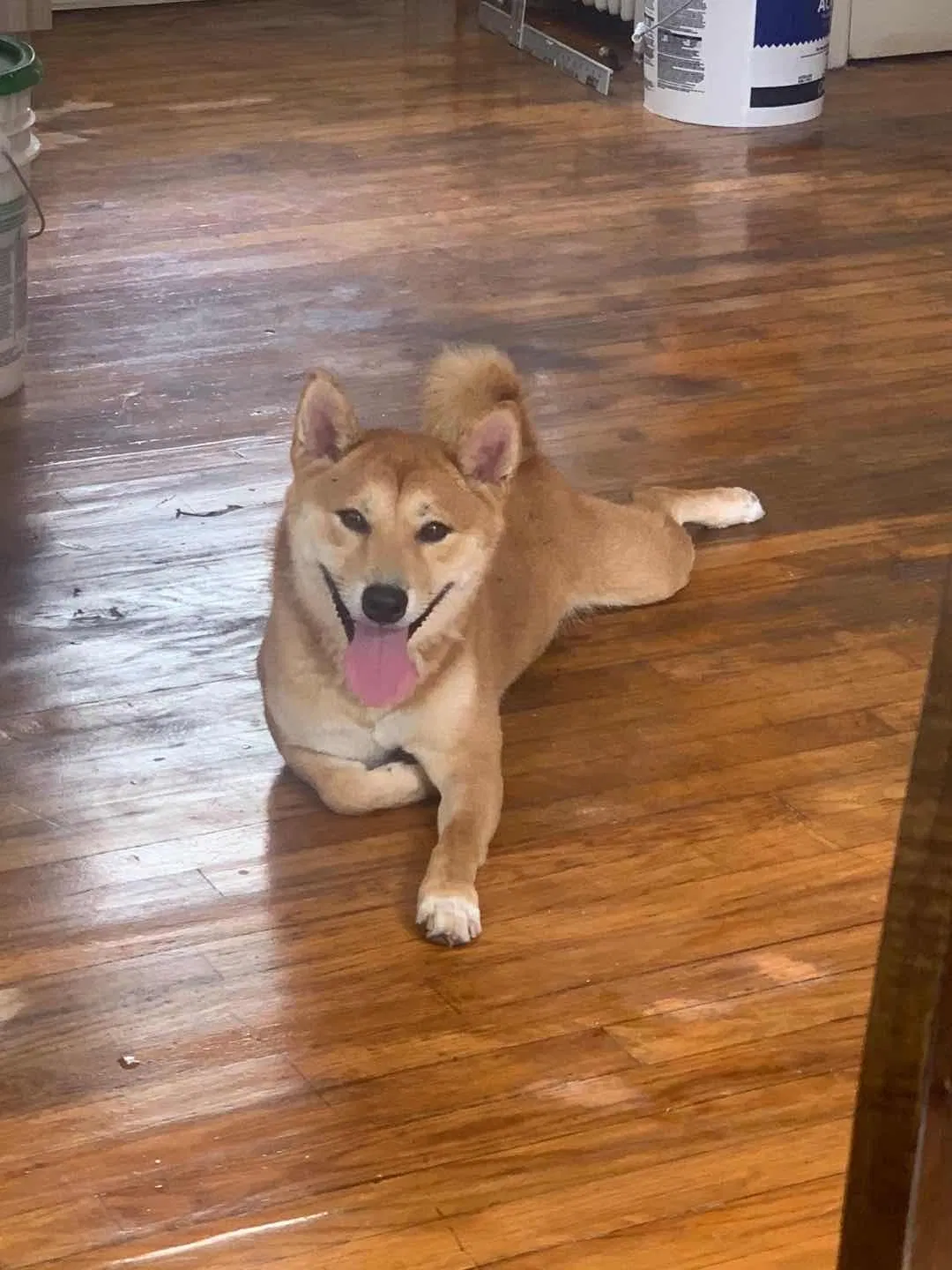 Lost dog in Rochester, NY, 14607