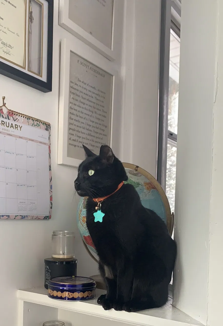 Lost cat in Cincinnati, OH, 45238
