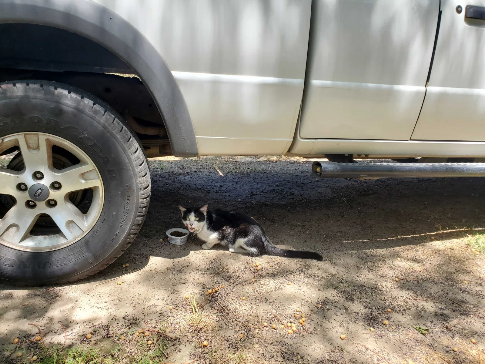 Found cat in San Bernardino, CA, 92404