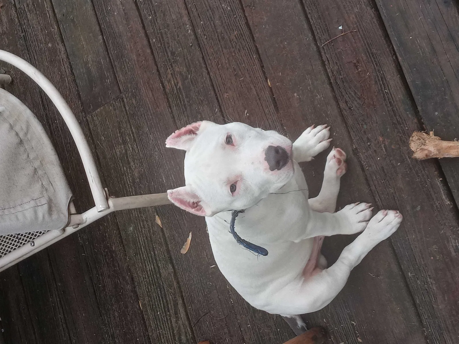 Lost dog in Petersburg, VA, 23803